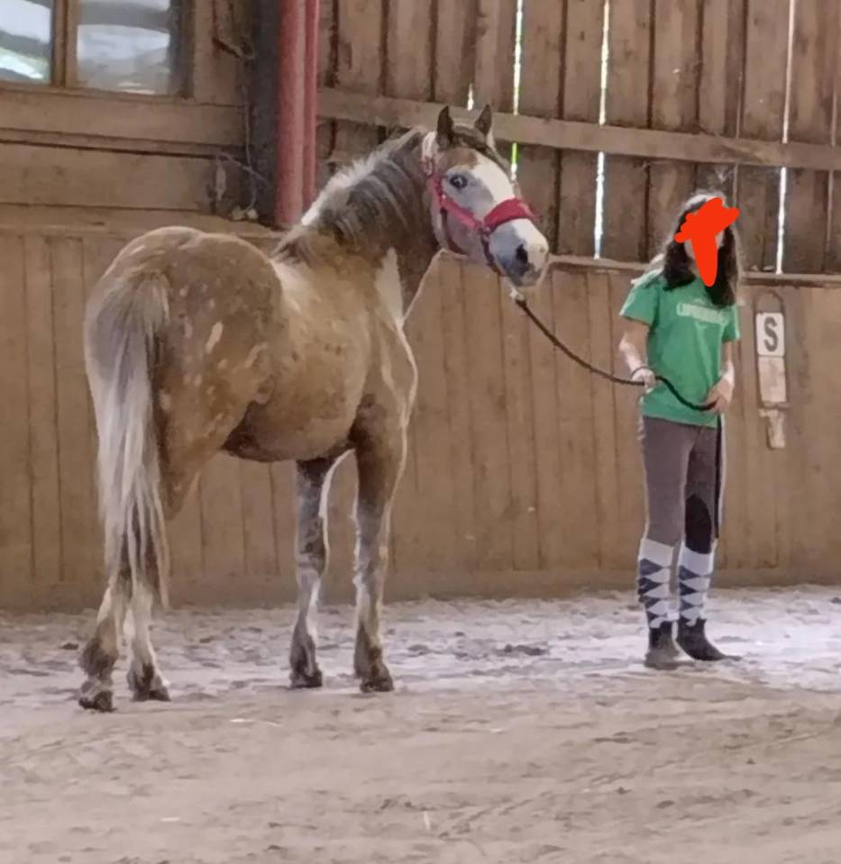 Kiwi poney de rando