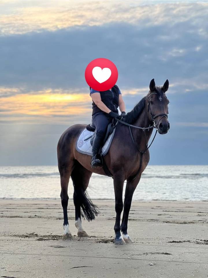 À vendre hongre OC 11 ans