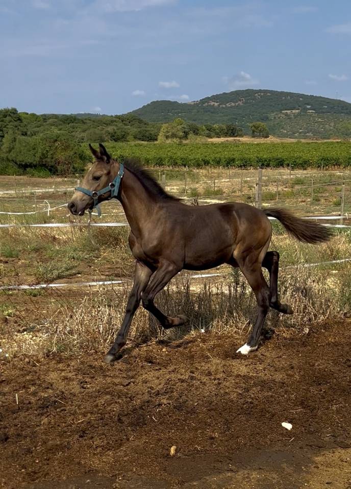 Poulain à vendre 