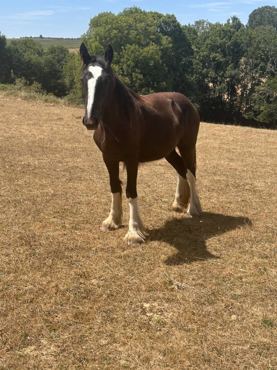 Olympe pouliche Shire de 1 an