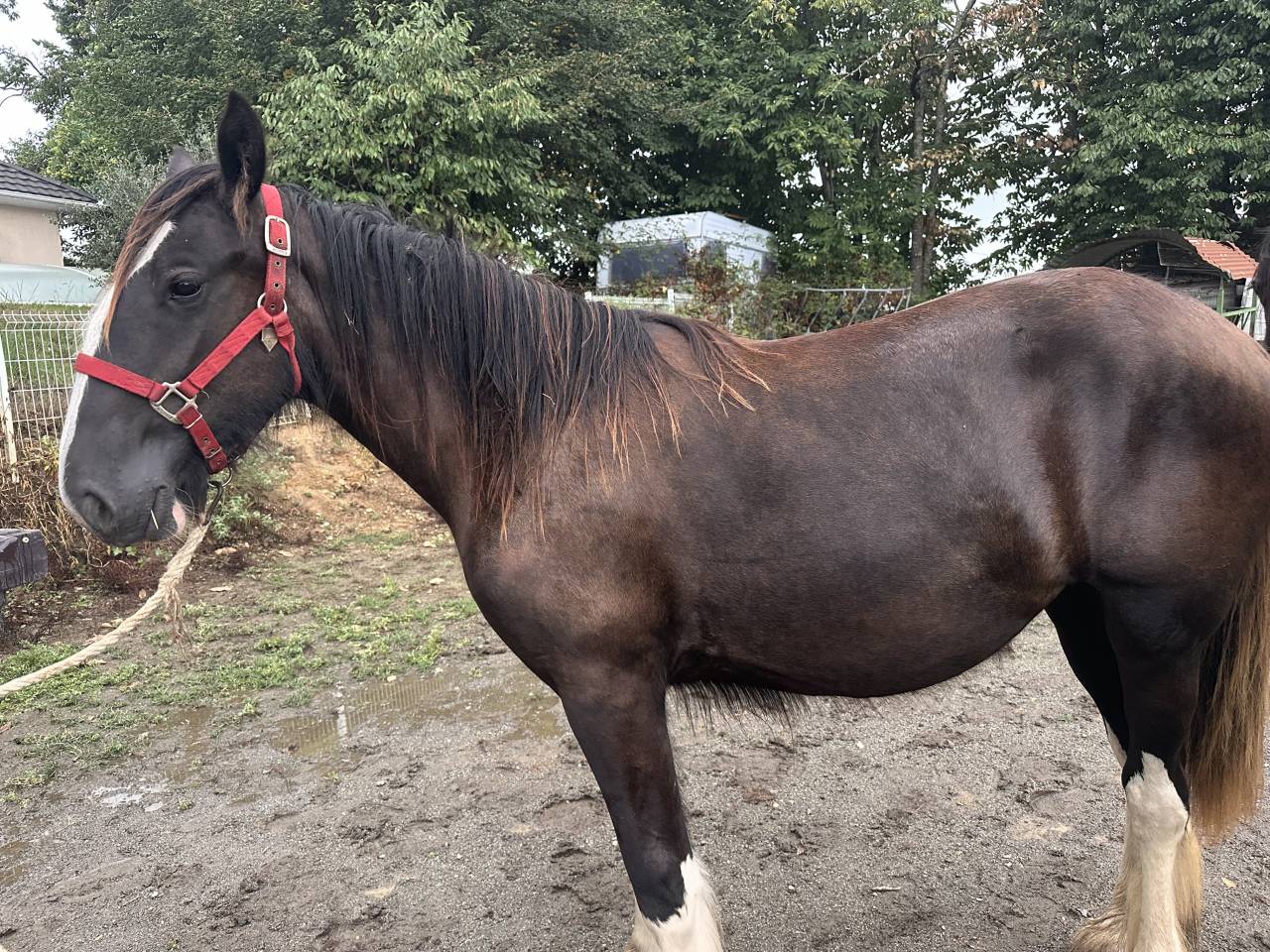 Olympe pouliche Shire de 1 an