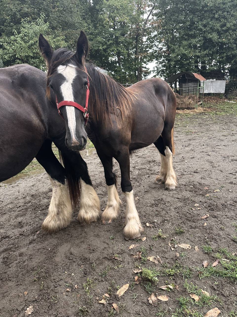 Olympe pouliche Shire de 1 an