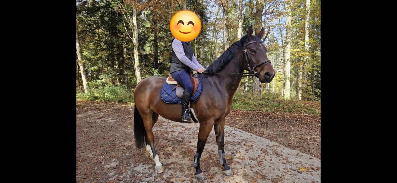 Jeune cheval de loisir 