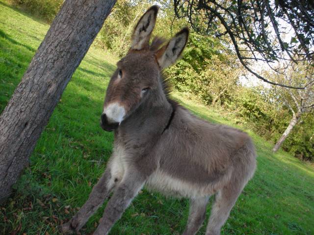 Pension Chevaux - Les Ecuries de la Gartempe (87120)