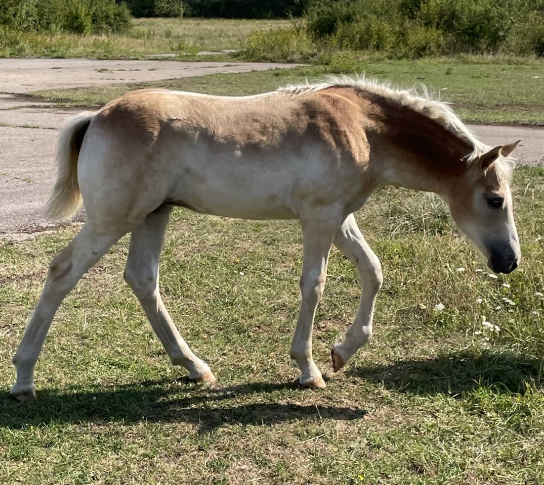 Pouliche Haflinger PP