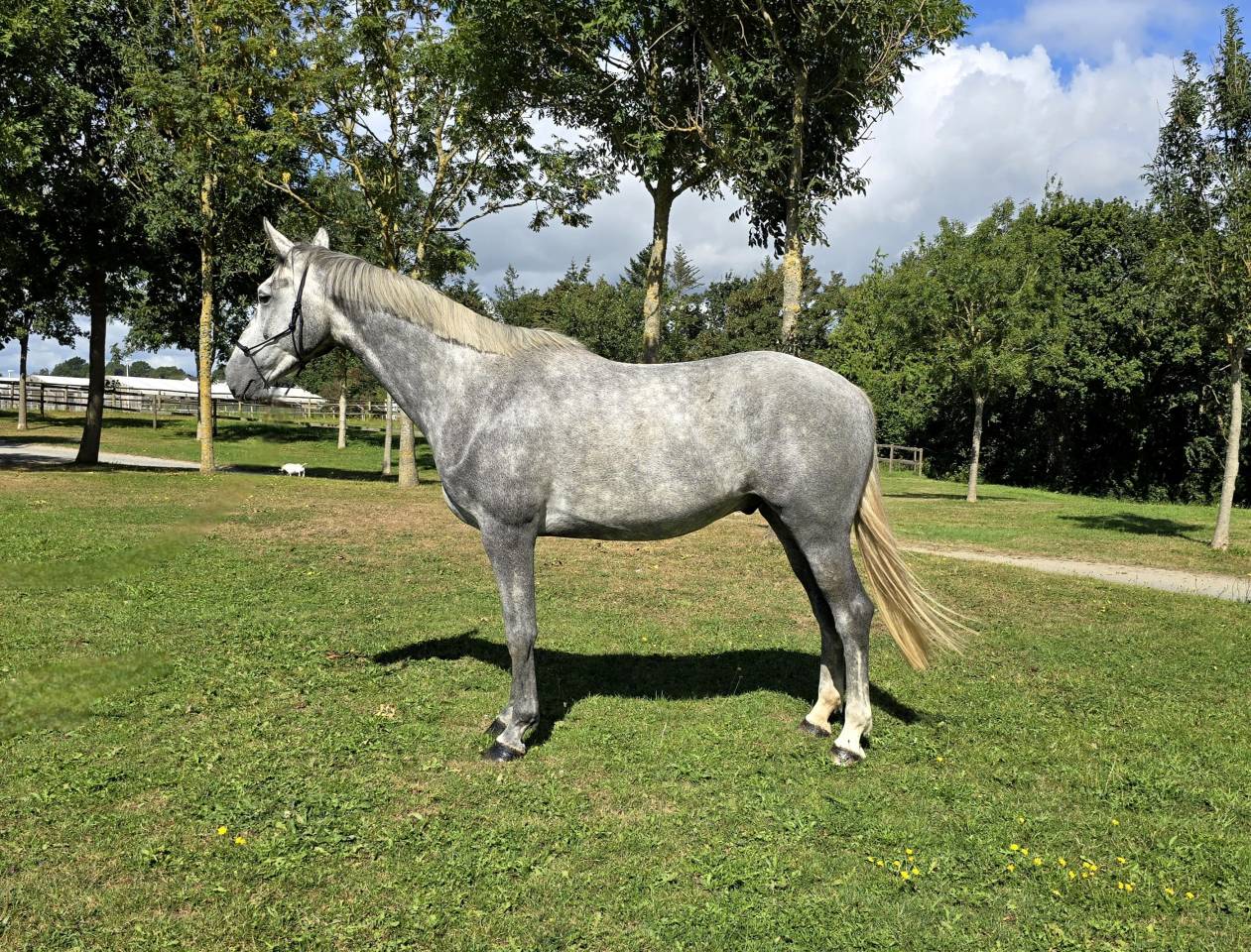 Hongre SF de 4 ans
