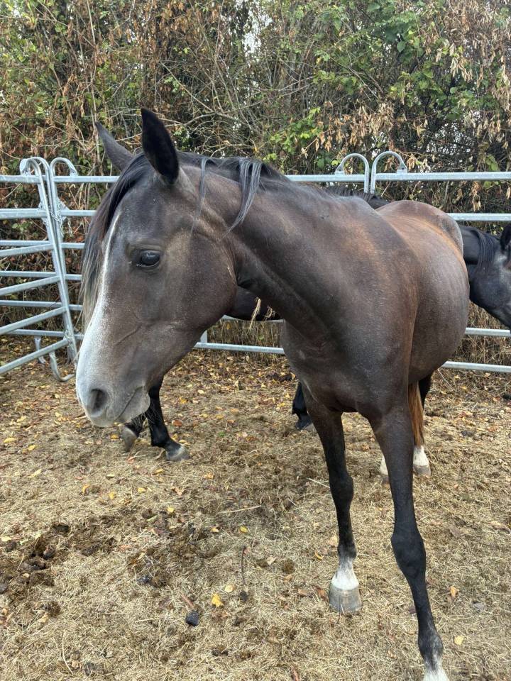  Maddie d'Afrique -  Pouliche de 3ans