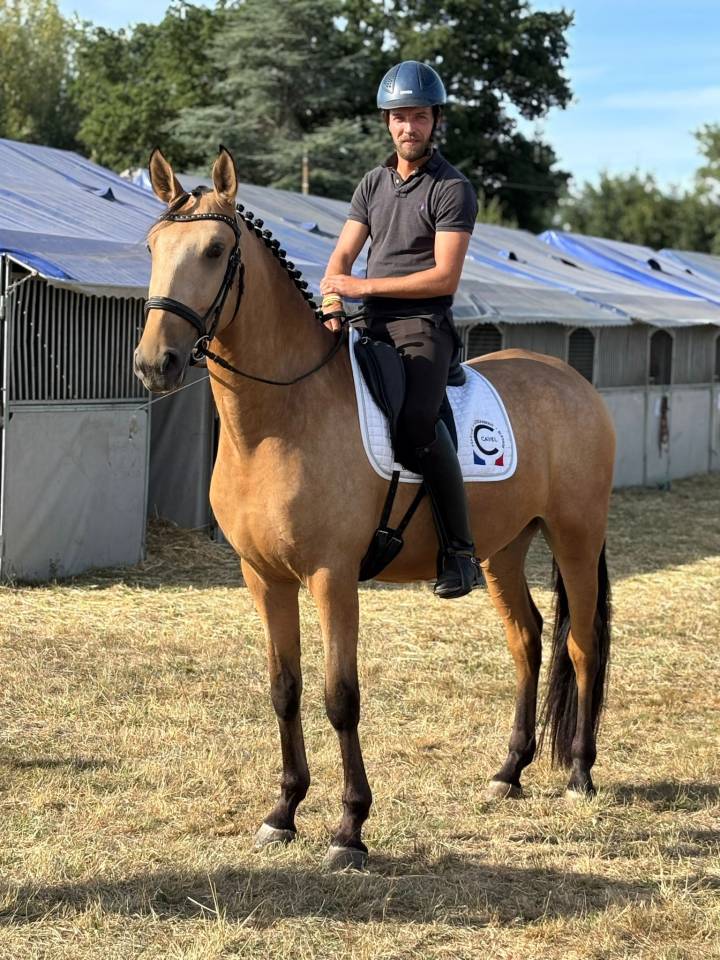 PSL, Hongre, Isabelle, 4 ans, 167