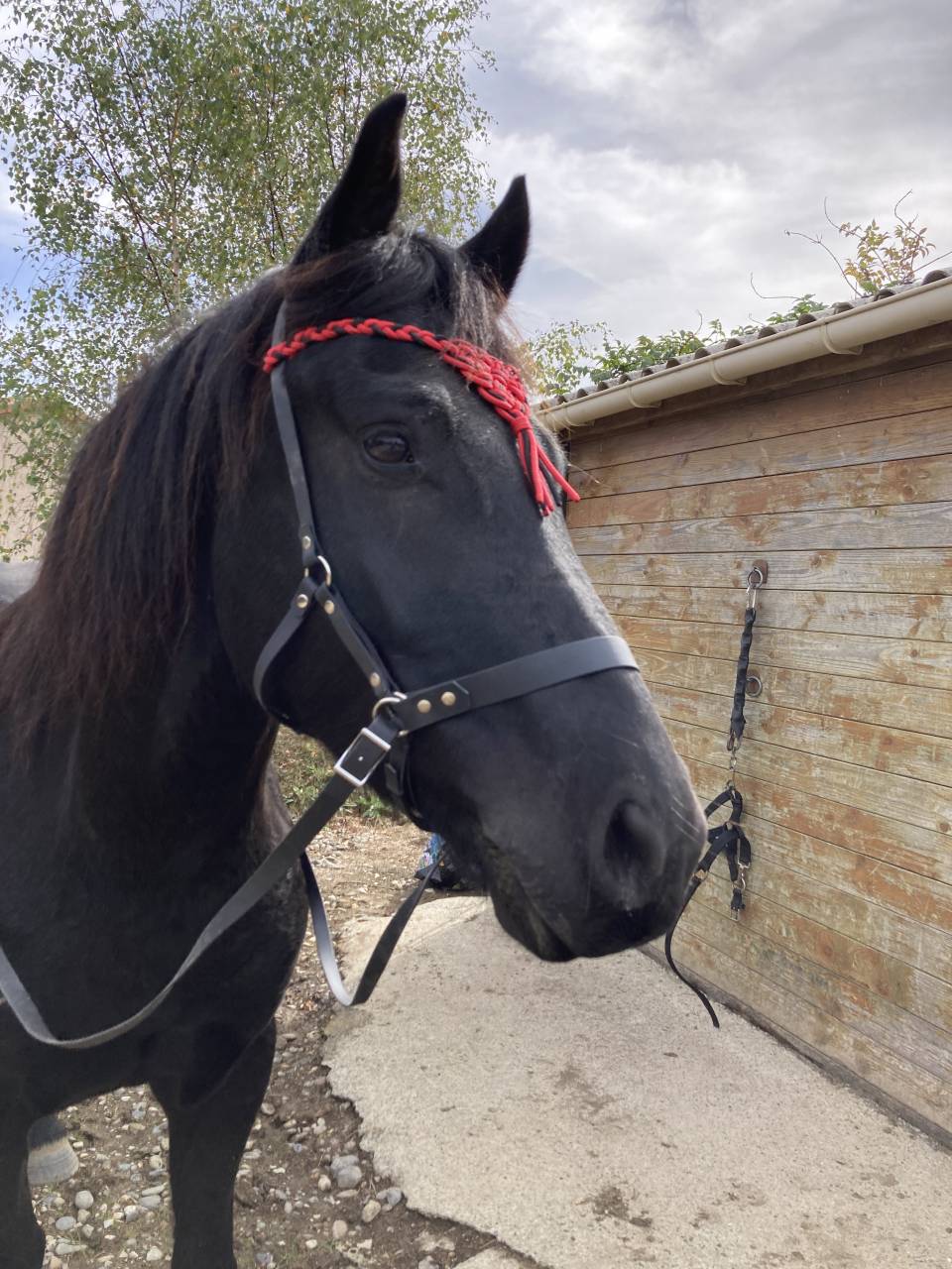 Vends cheval de merens 