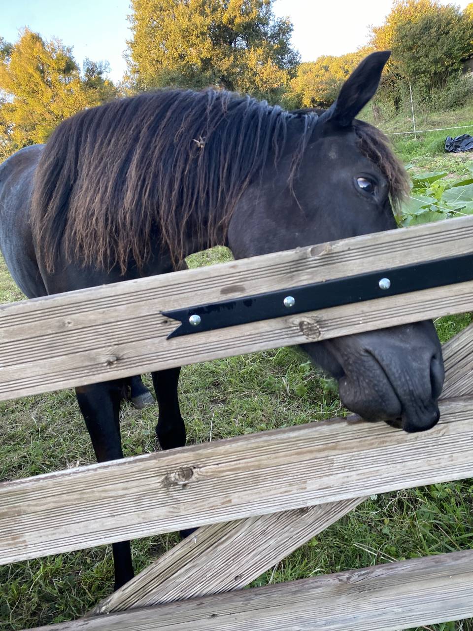 Vends cheval de merens 