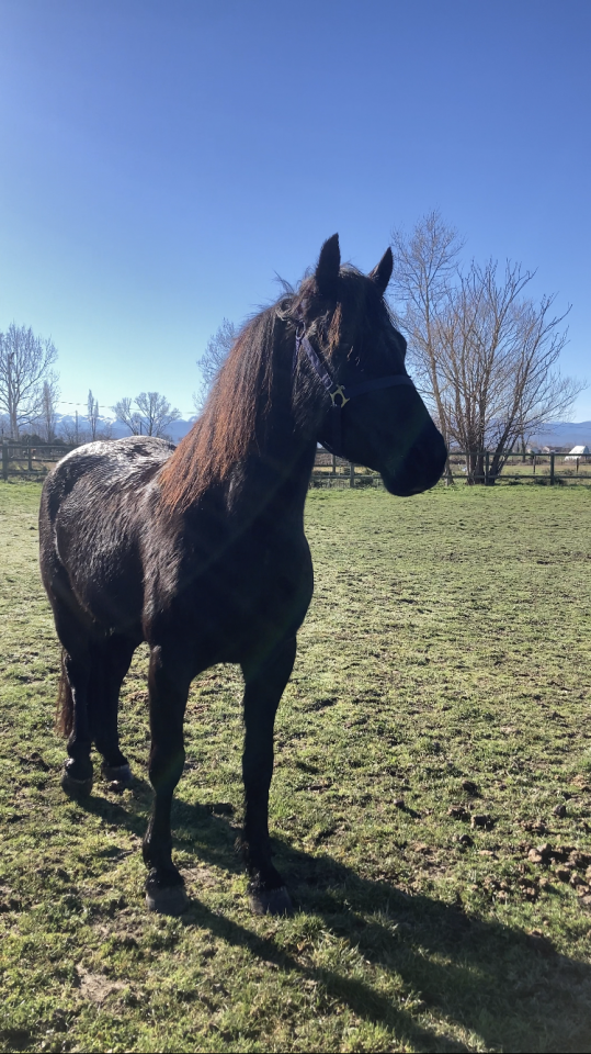 Vends cheval de merens 