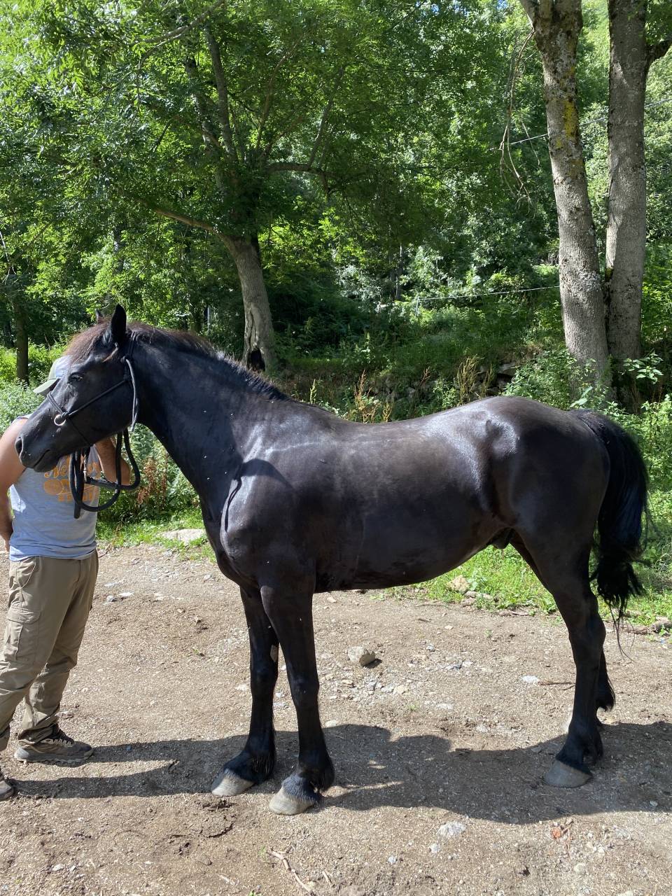 Vends cheval de merens 