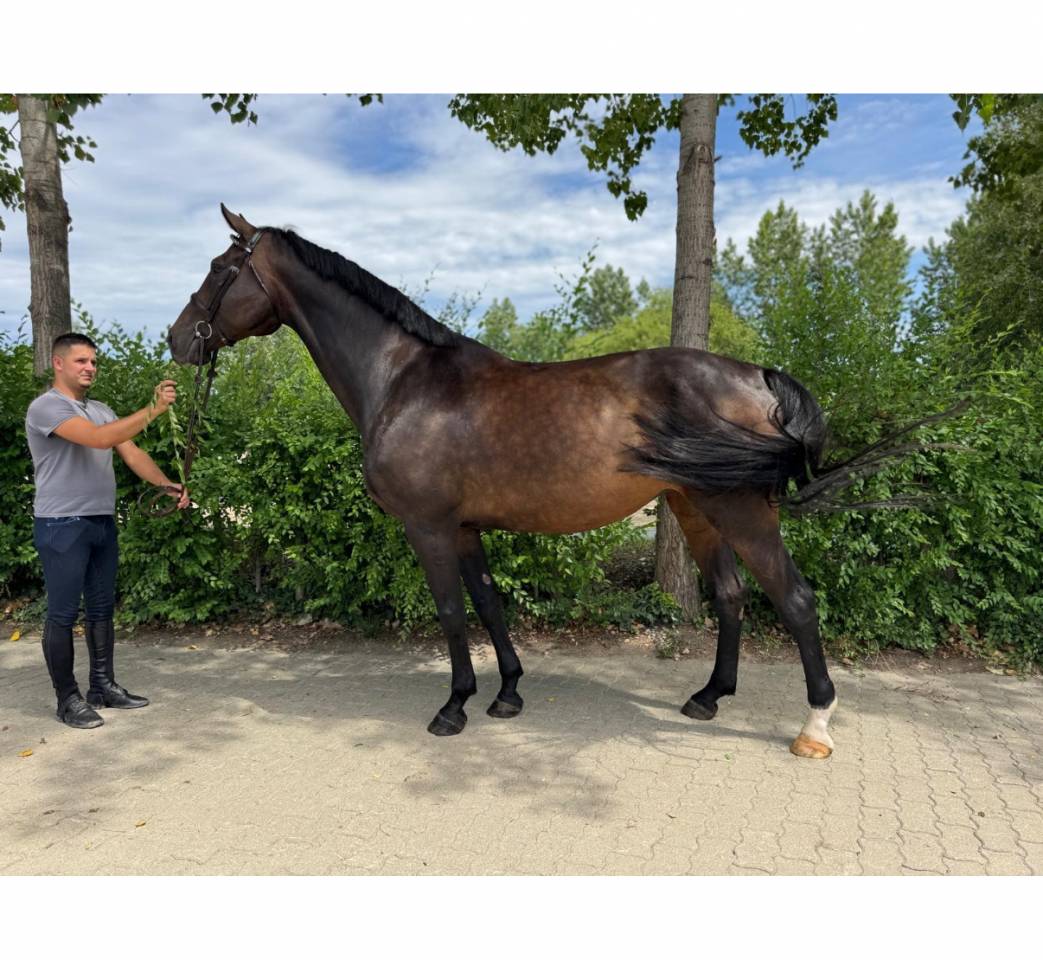 Cheval à vendre jument de sang chaud de Holstein de 12 ans