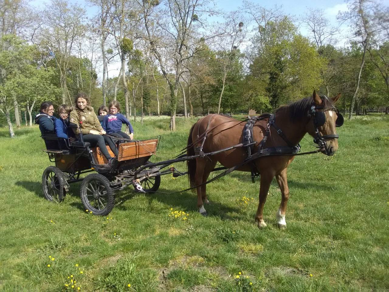 Calèche poney 4 places adultes de 2015