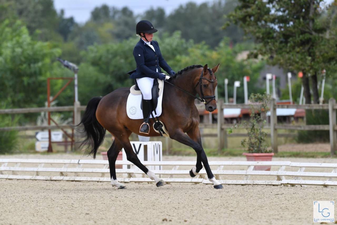 Jument poulinière 6ans 