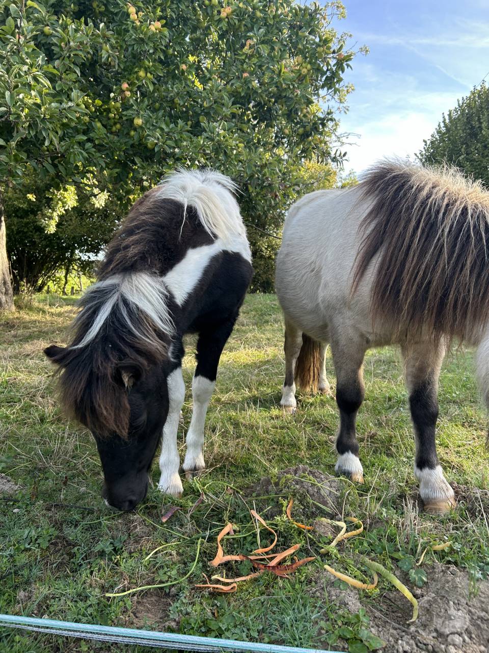 Pouliche pie Welsh x shetland OC 