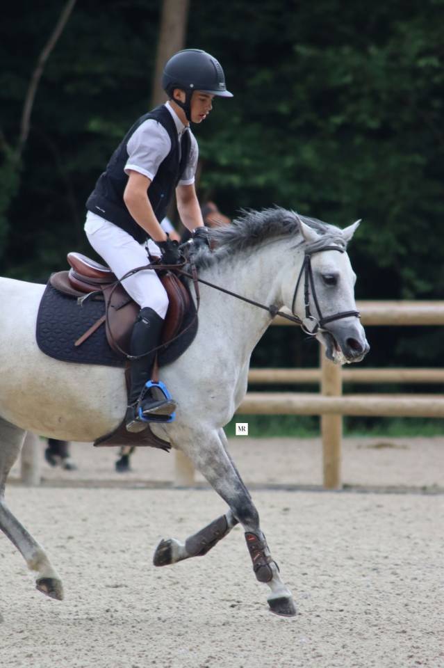 A vendre Ponette 6ans Welsh Part-bred
