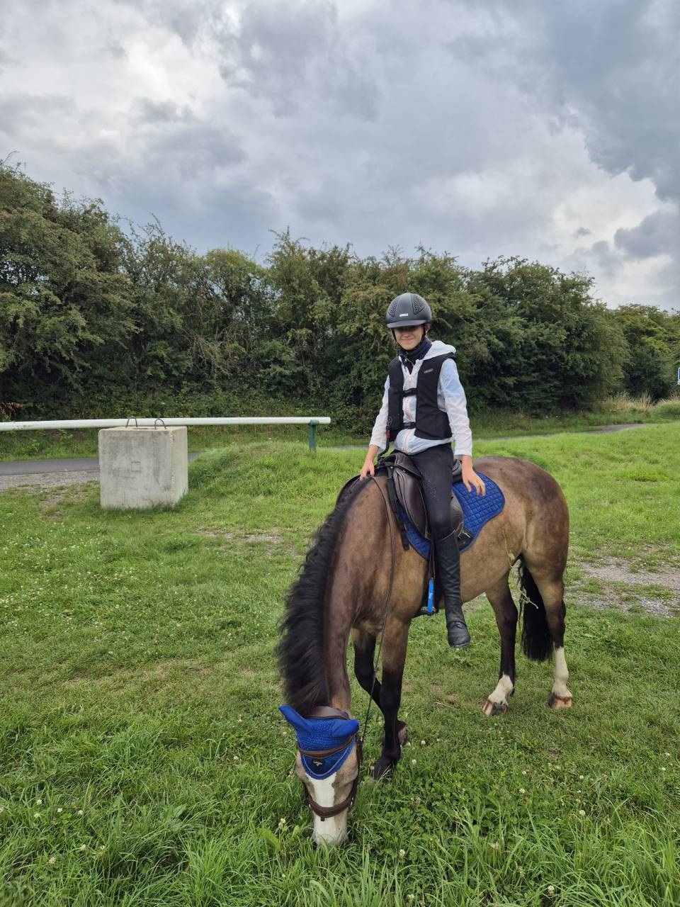 Connemara PP 7 ans hongre