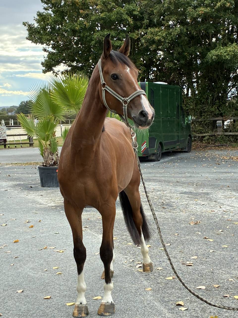 Cheval de 4 ans 