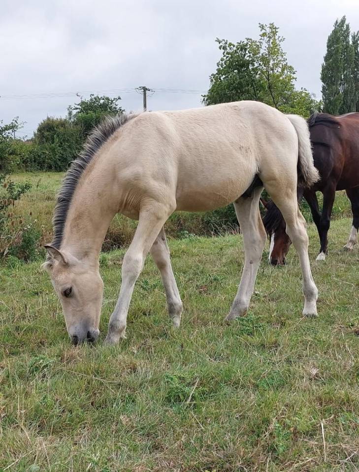Connemara PP