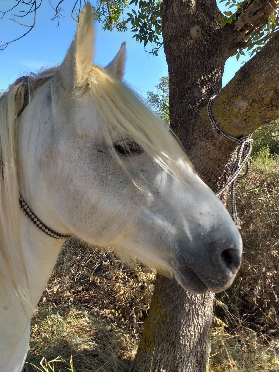 vds camargue hongre 8 ans plein papiers