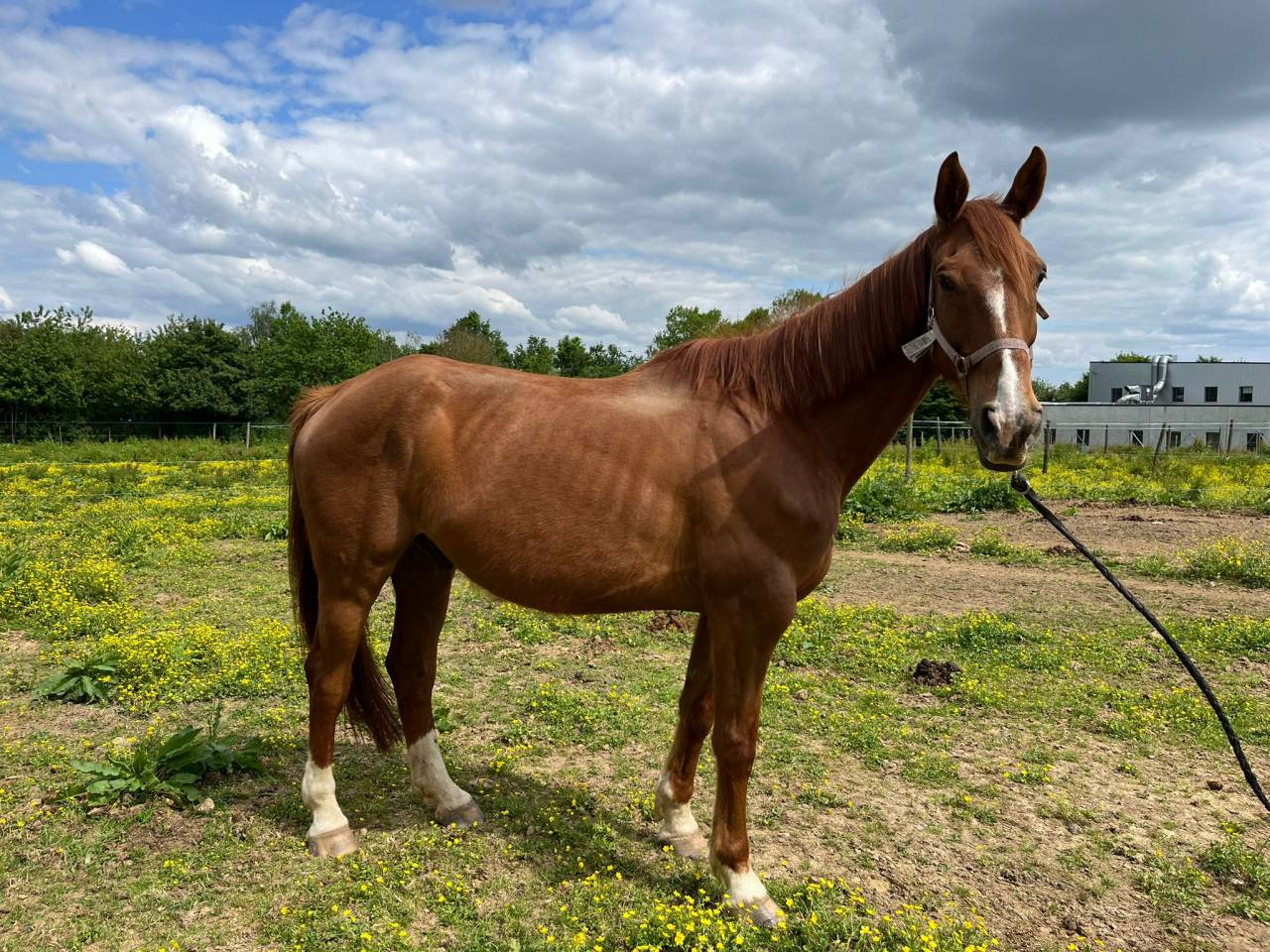 Cheval 