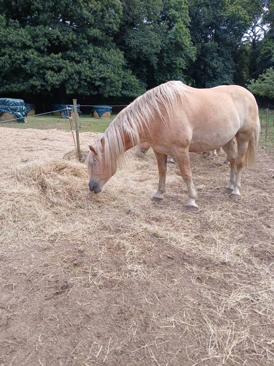 Vente Haflinger 
