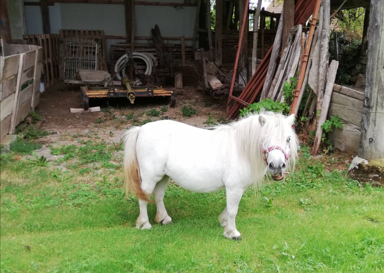 magnifique jument mini shetland PP