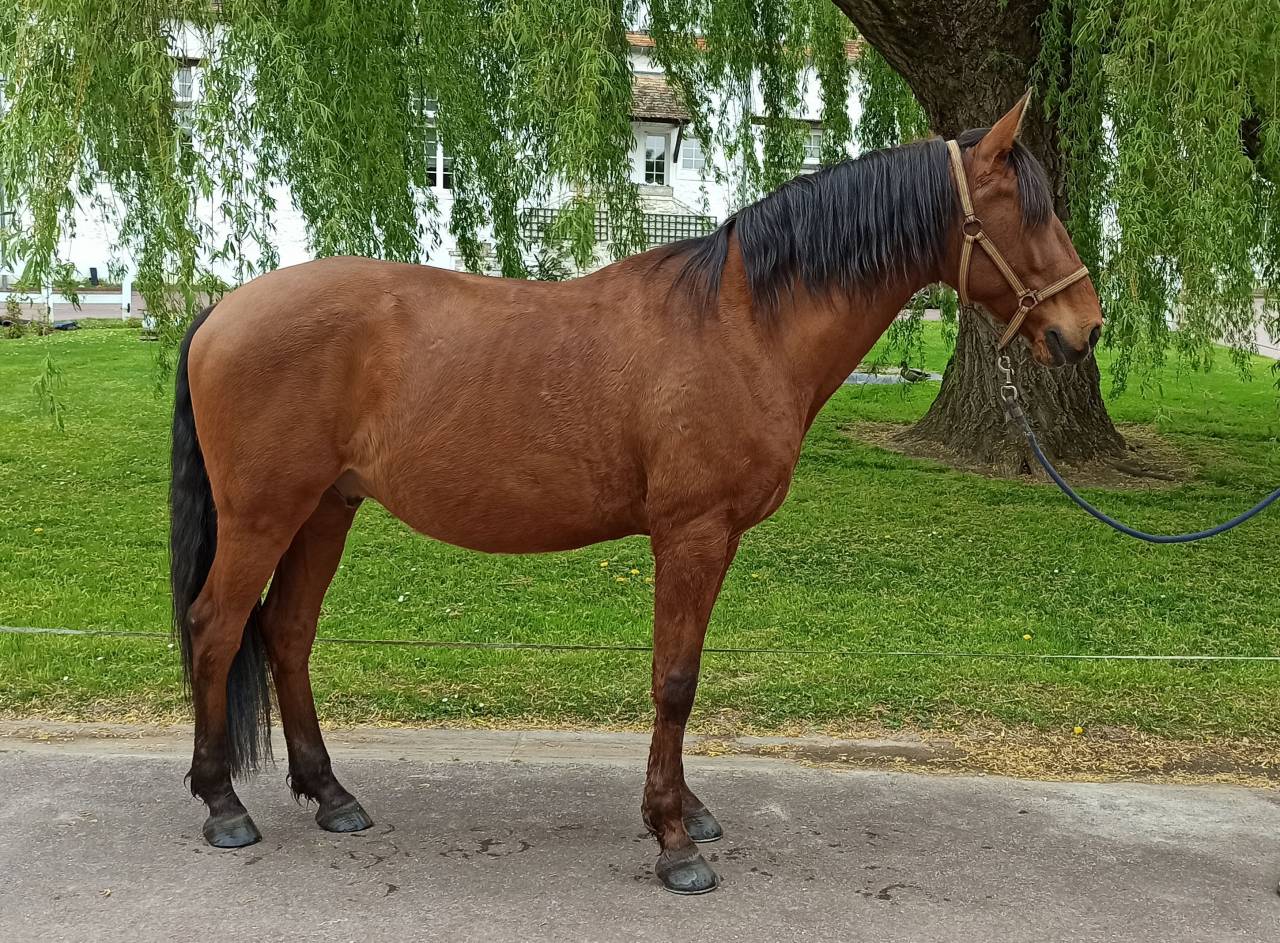 Cheval lusitanien