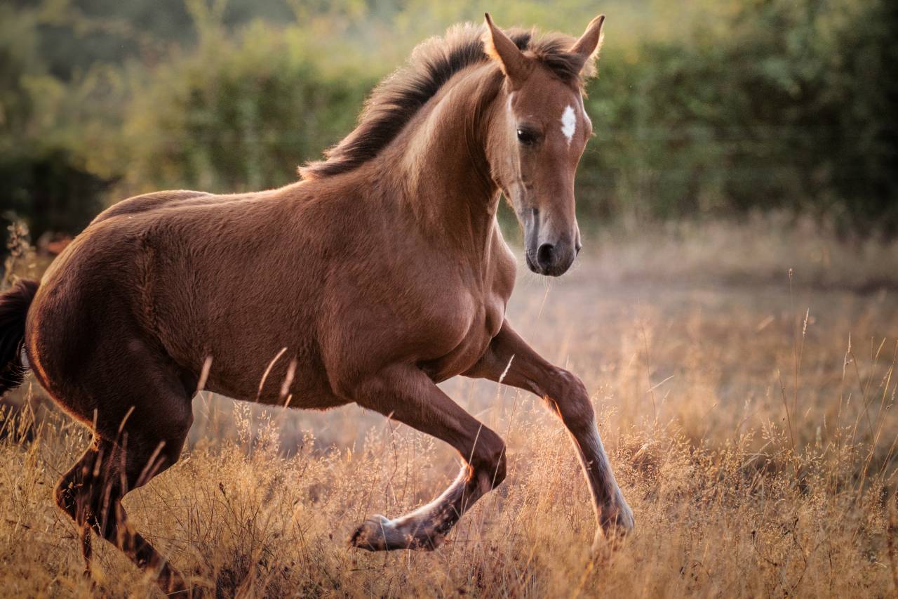 Av pouliche xChampagne d’Audes