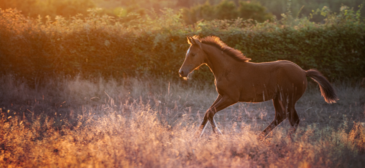 Av pouliche xChampagne d’Audes
