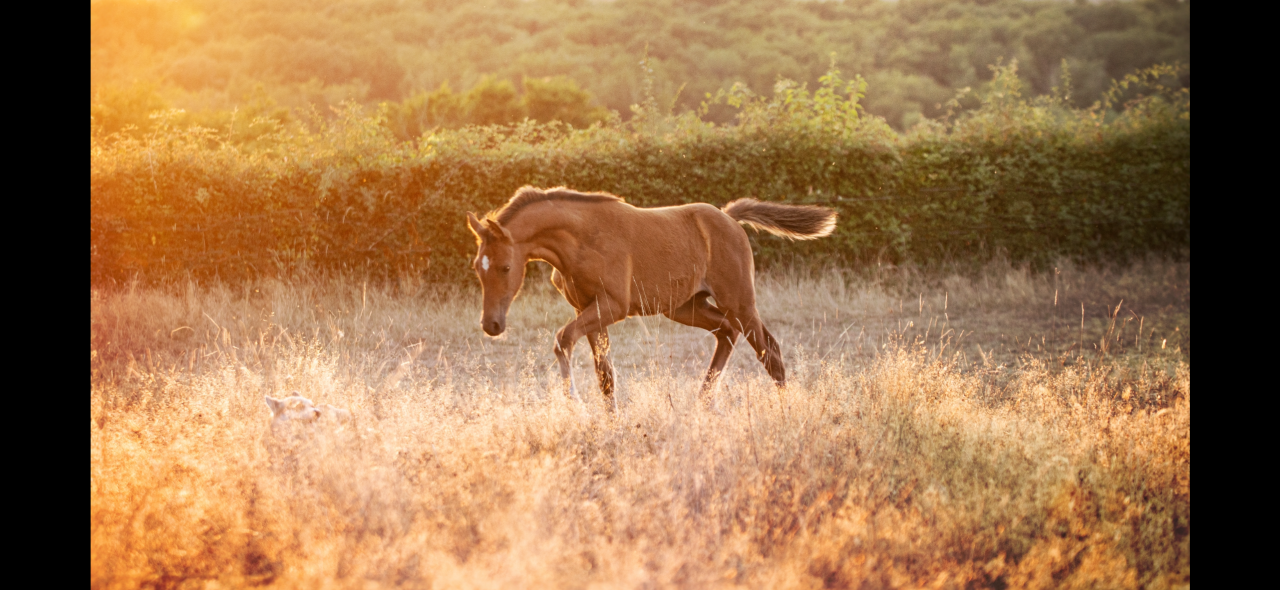 Av pouliche xChampagne d’Audes