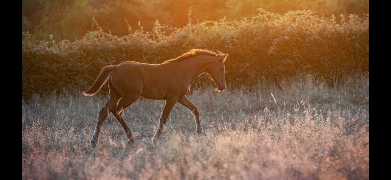 Av pouliche xChampagne d’Audes