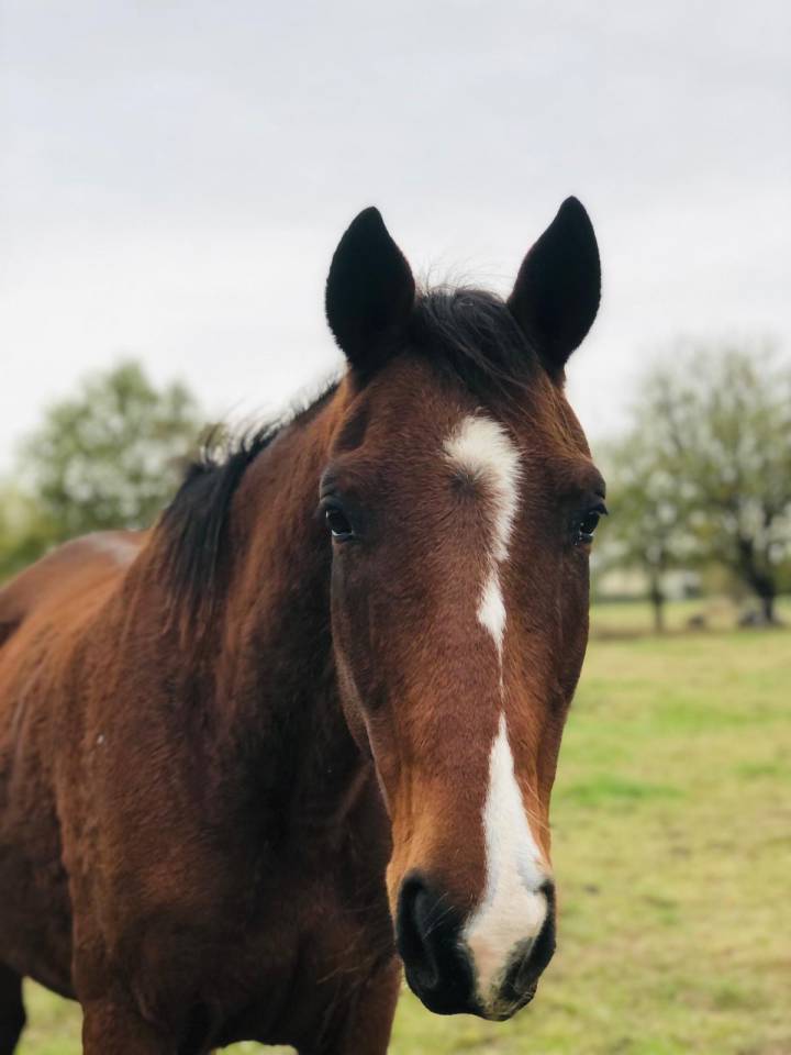 Cheval pour loisir