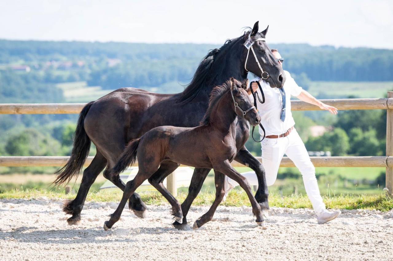 Frison PP