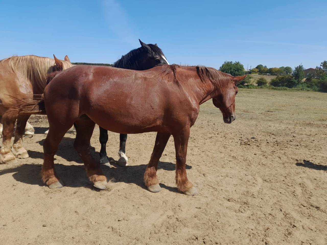 VEND COB NORMAND POUR RETRAITE