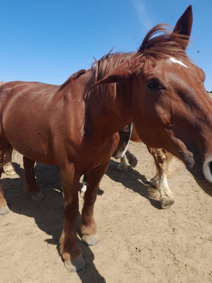VEND COB NORMAND POUR RETRAITE