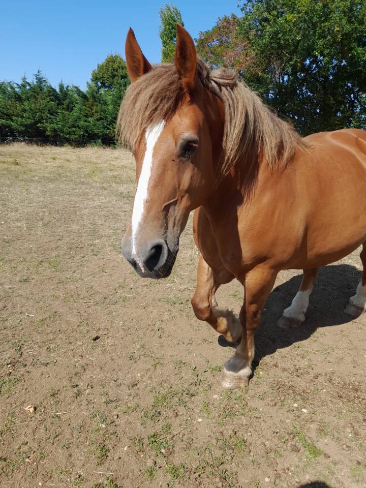 VEND BRETONNE DE 12 ANS