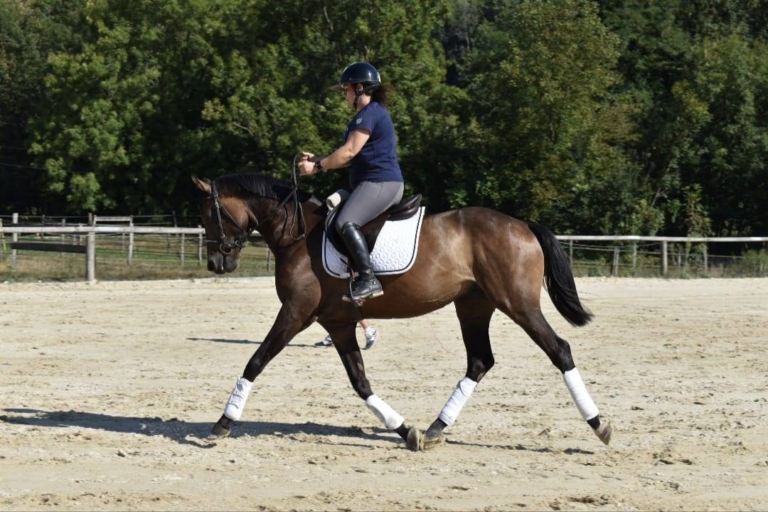 Vends cheval de 4 ans aux origines prestigieuses 