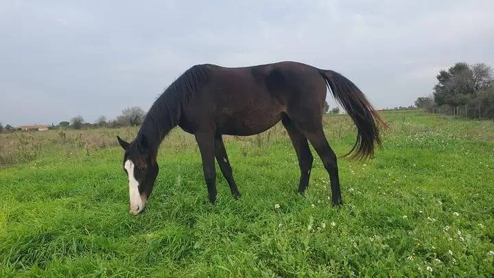 Jument de 3 ans 10500e PP Zanghersheid 