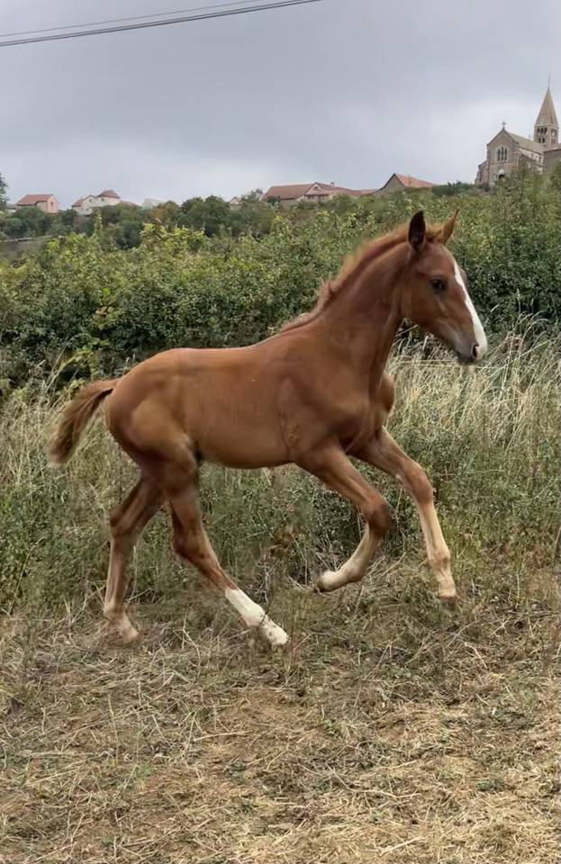 AV ou ÉCHANGE foal sf contre poulinière 