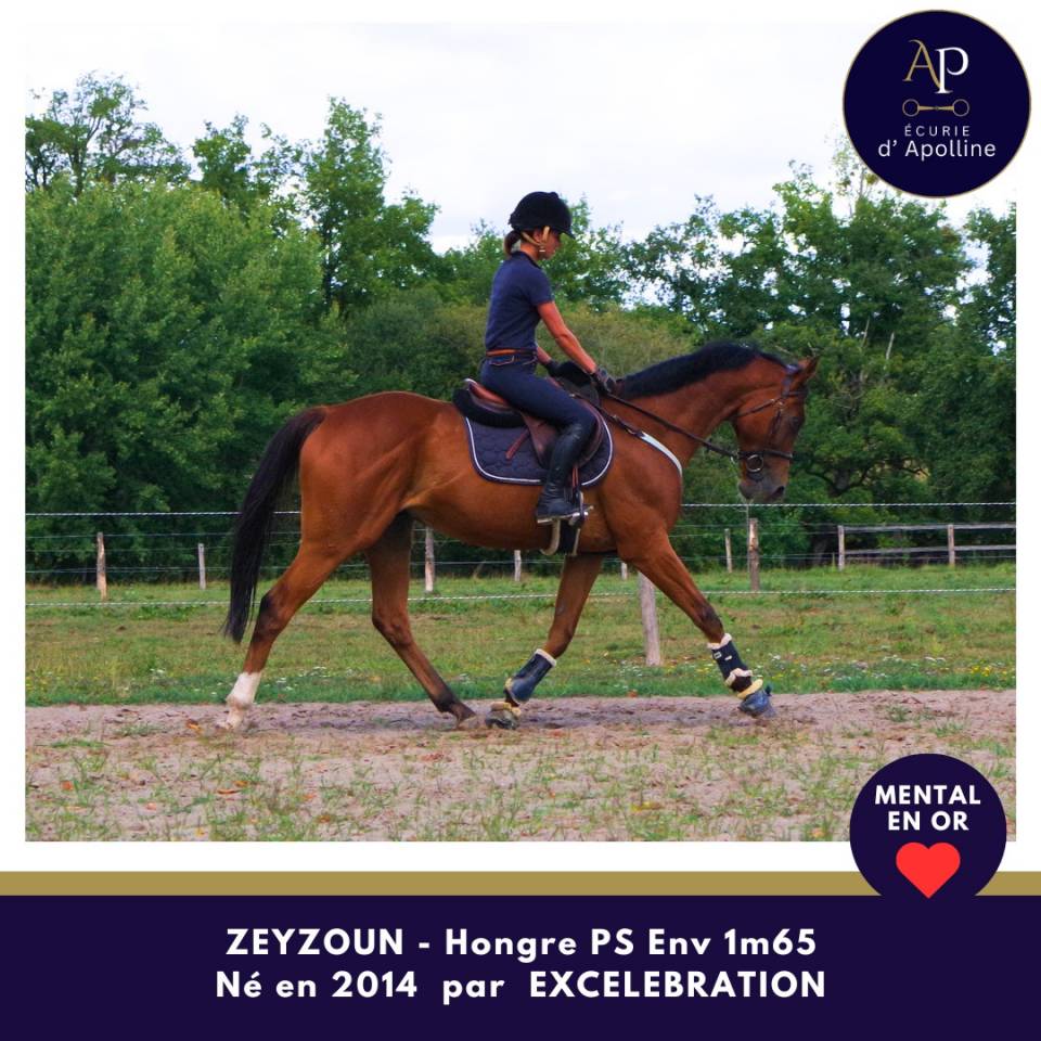 Merveilleux cheval, top mental