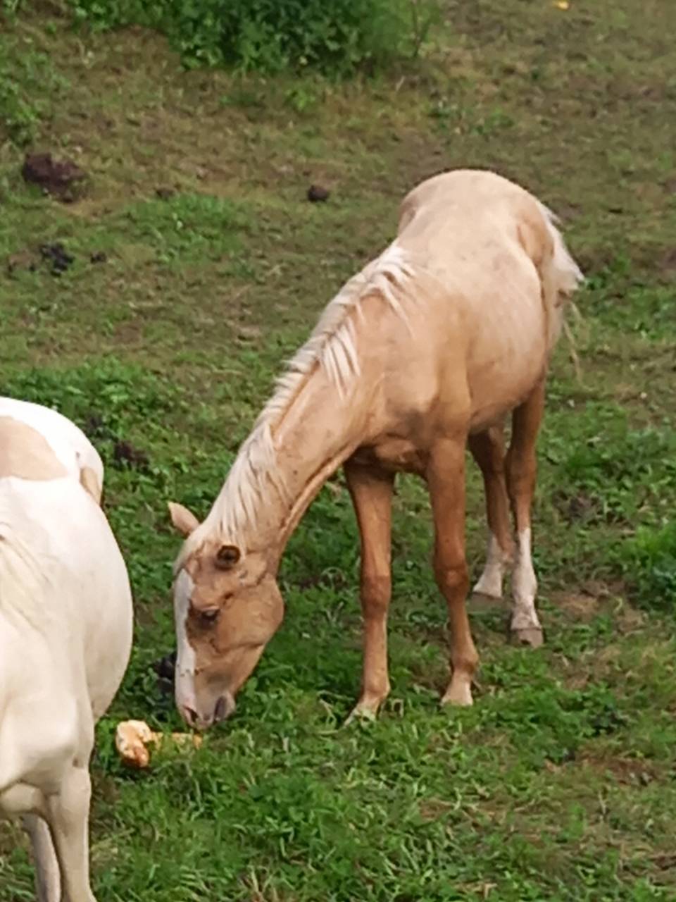 Poulain Palomino né en juin 2024