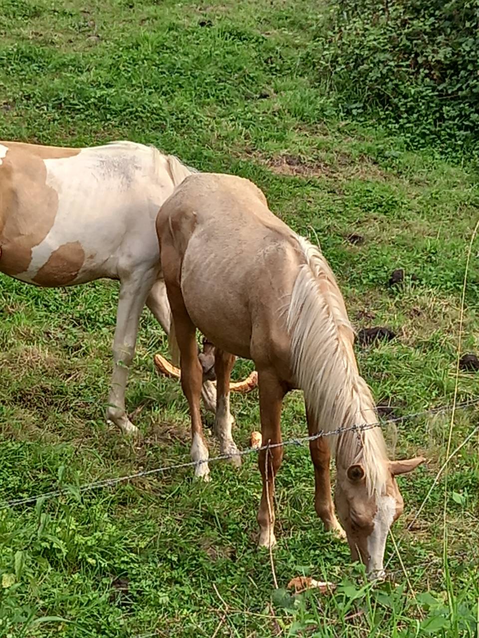 Poulain Palomino né en juin 2024