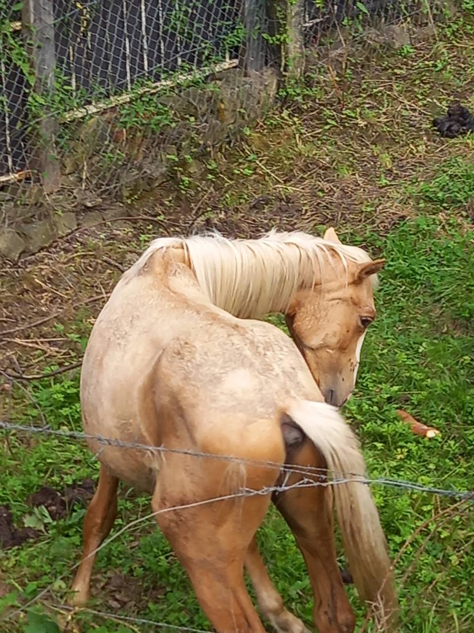 Poulain Palomino né en juin 2024
