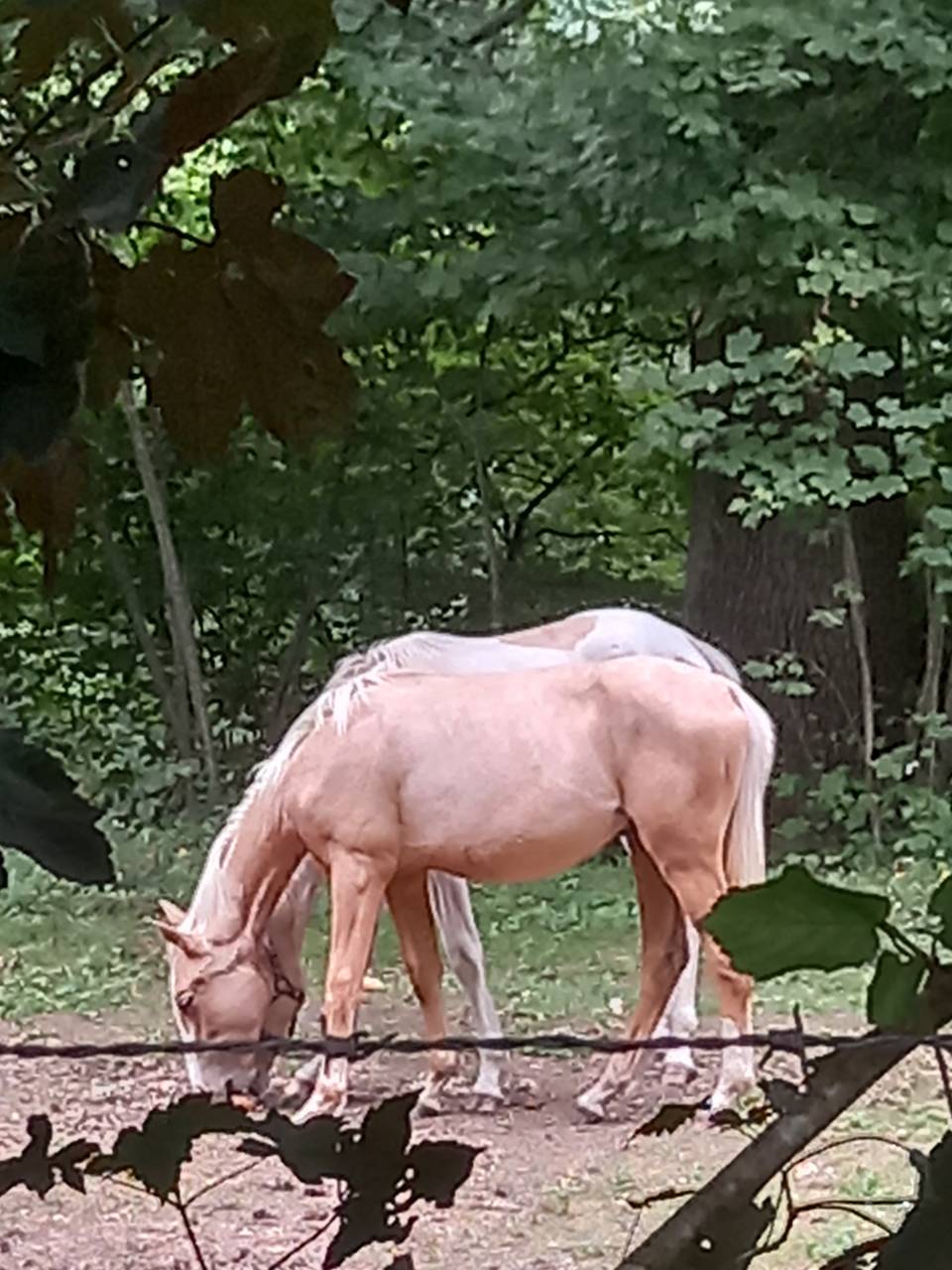 Poulain Palomino né en juin 2024