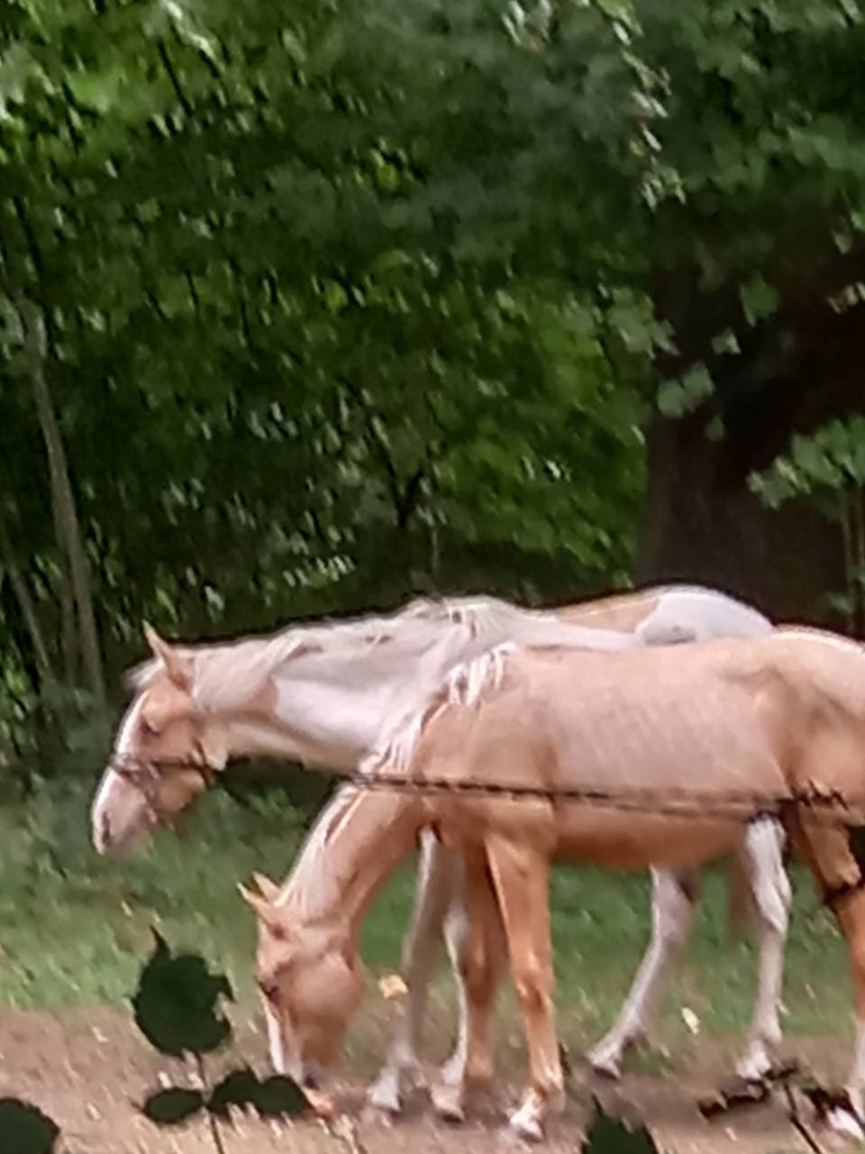 Poulain Palomino né en juin 2024