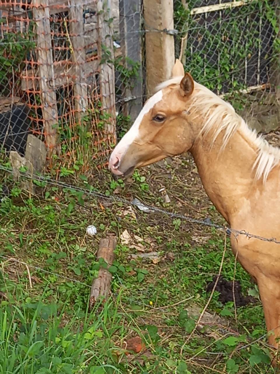Poulain Palomino né en juin 2024