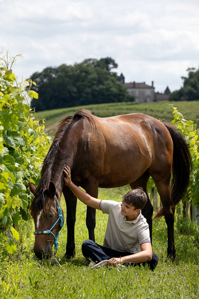 Poney taille D pour loisir et sport