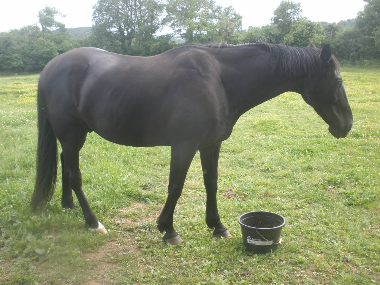 Cheval monté / attelé